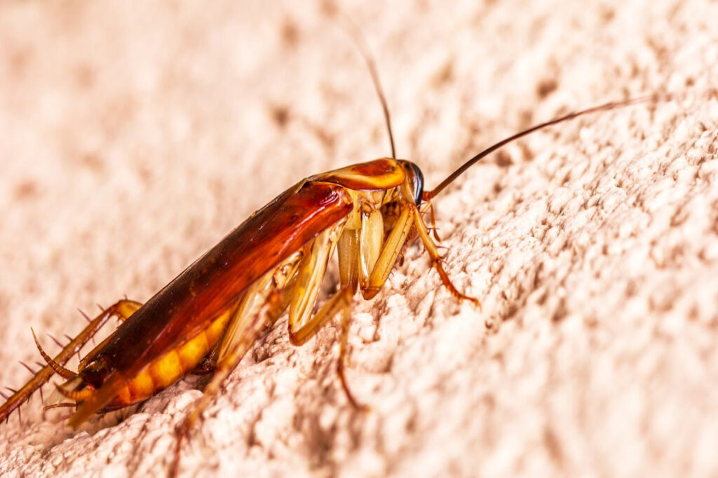 cucaracha1