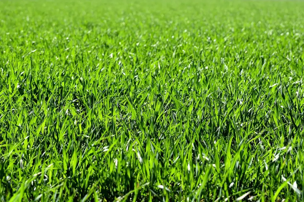 lawn