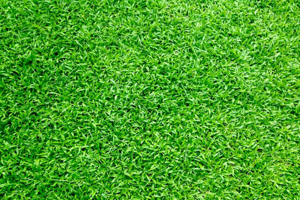 lawn6