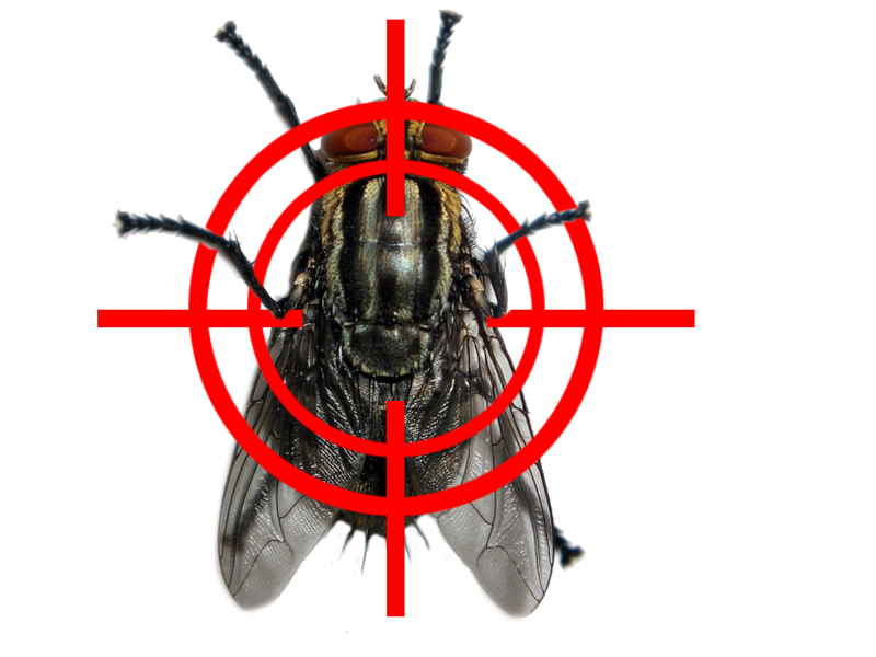 fly control