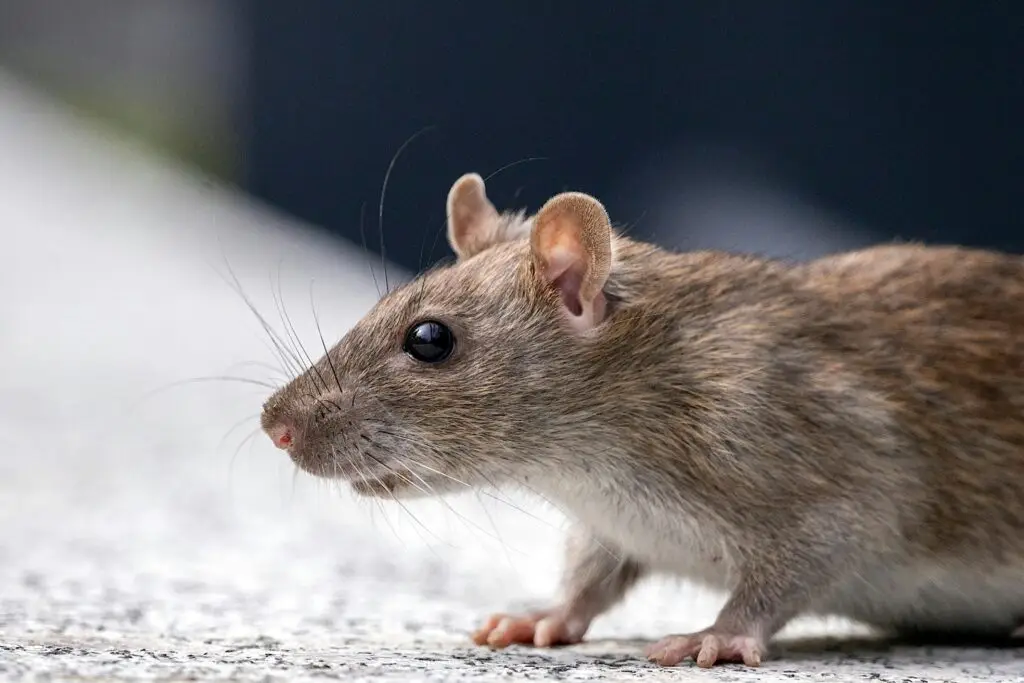 rata
