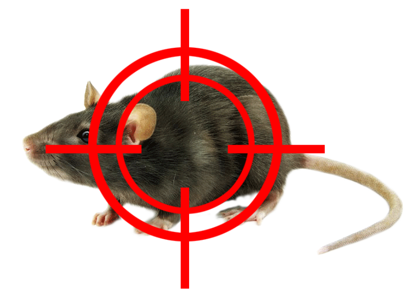 rodent control