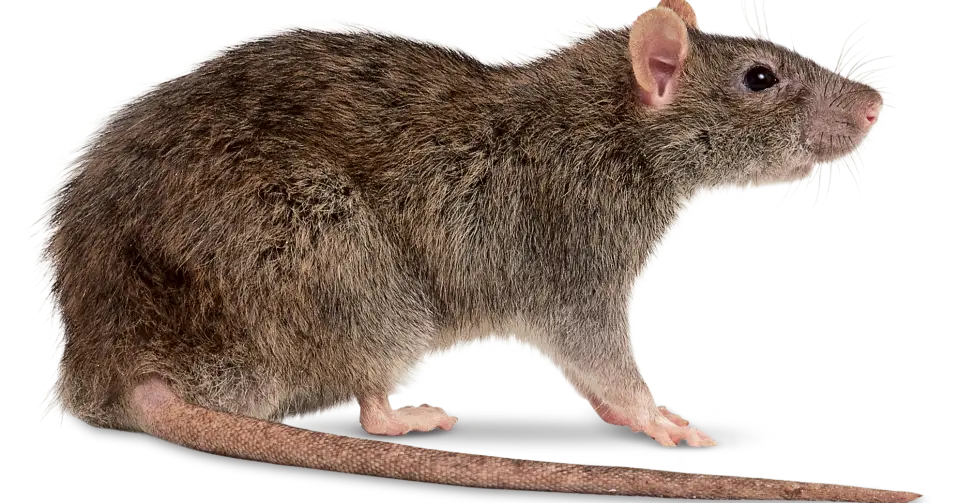 rata2